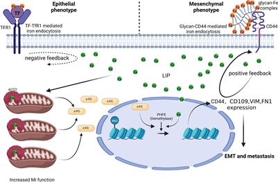 Iron metabolism in colorectal cancer